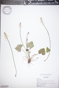 Tiarella cordifolia image