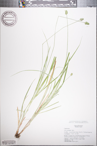 Carex normalis image