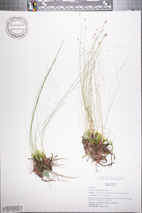 Eleocharis erythropoda image