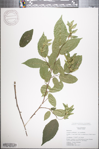 Carpinus caroliniana var. caroliniana image