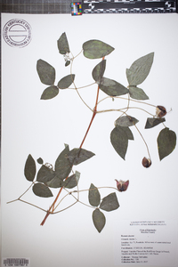 Clematis viorna image