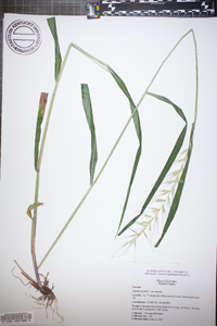 Elymus hystrix image