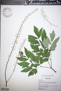 Actaea podocarpa image