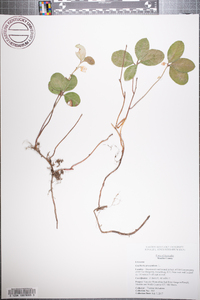 Gaultheria procumbens image