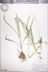 Scirpus georgianus image