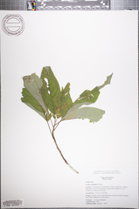 Clethra acuminata image