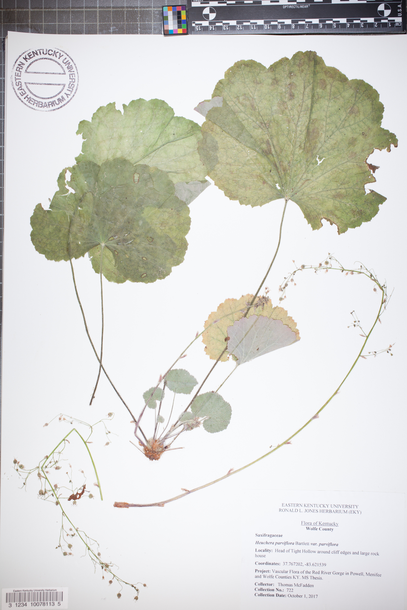 Heuchera parviflora image