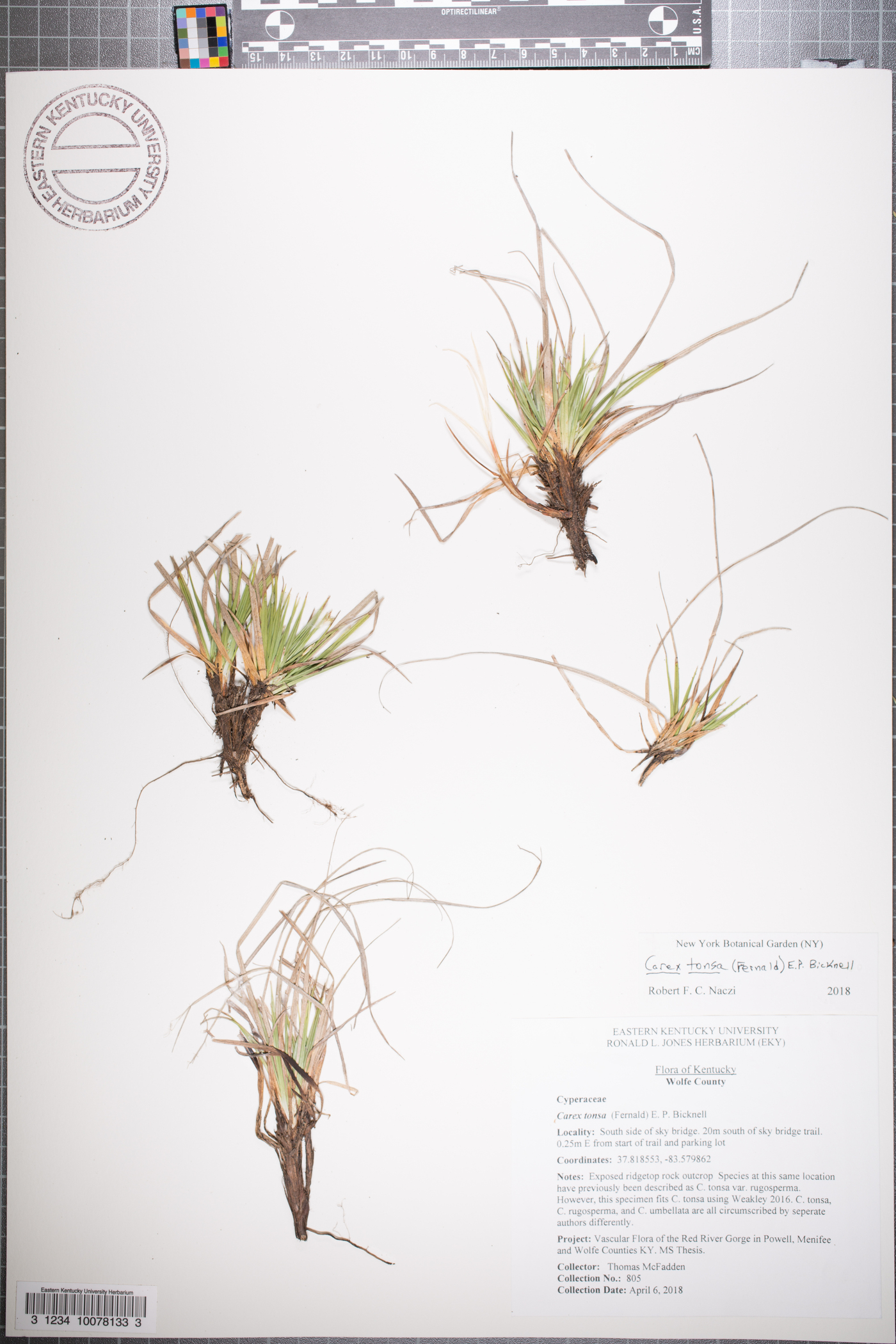 Carex tonsa image