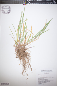 Poa trivialis image