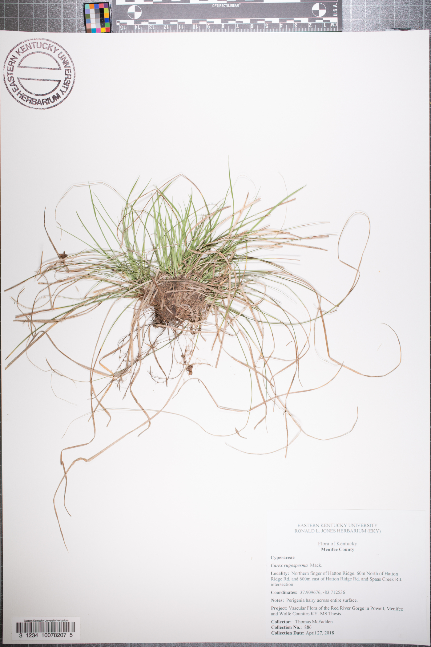 Carex rugosperma image