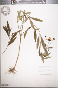 Coreopsis tripteris image