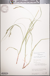 Carex virescens image