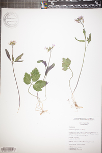 Cardamine angustata image