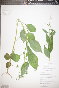 Campanulastrum americanum image