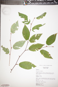 Betula lenta image