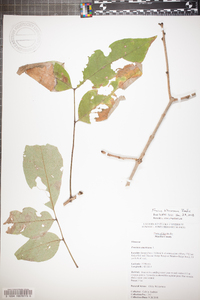 Fraxinus biltmoreana image