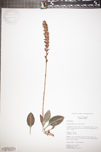 Goodyera pubescens image