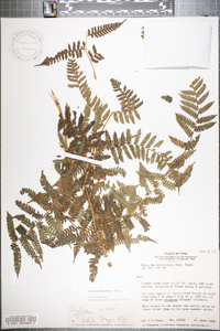 Cyathea lindeniana image