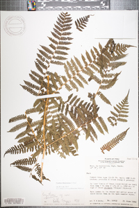 Cyathea lindeniana image