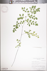 Adiantum capillus-veneris image