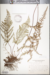 Adiantopsis chlorophylla image