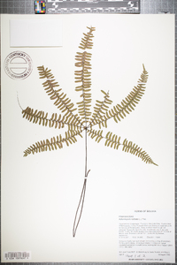 Adiantopsis radiata image