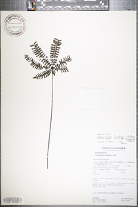 Image of Adiantopsis hickeyi