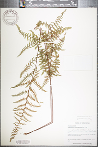 Adiantopsis chlorophylla image