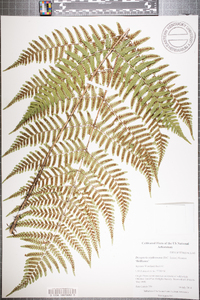 Dryopteris erythrosora image