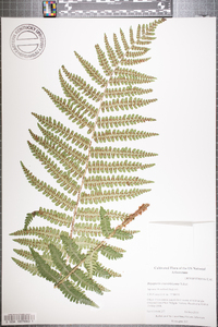 Dryopteris crassirhizoma image