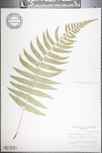 Dryopteris wallichiana image