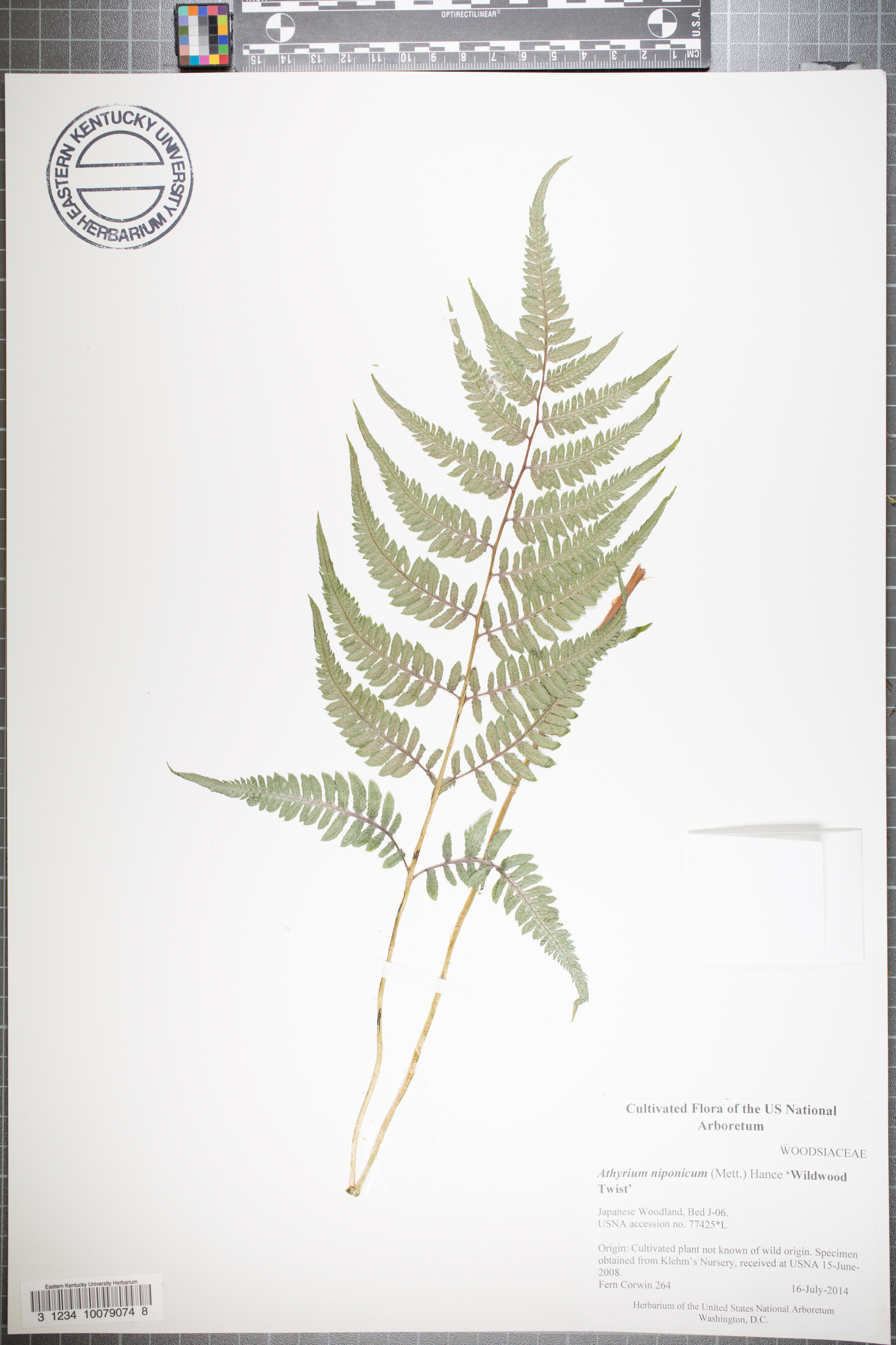 Anisocampium niponicum image