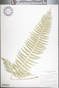 Polystichum tripteron image