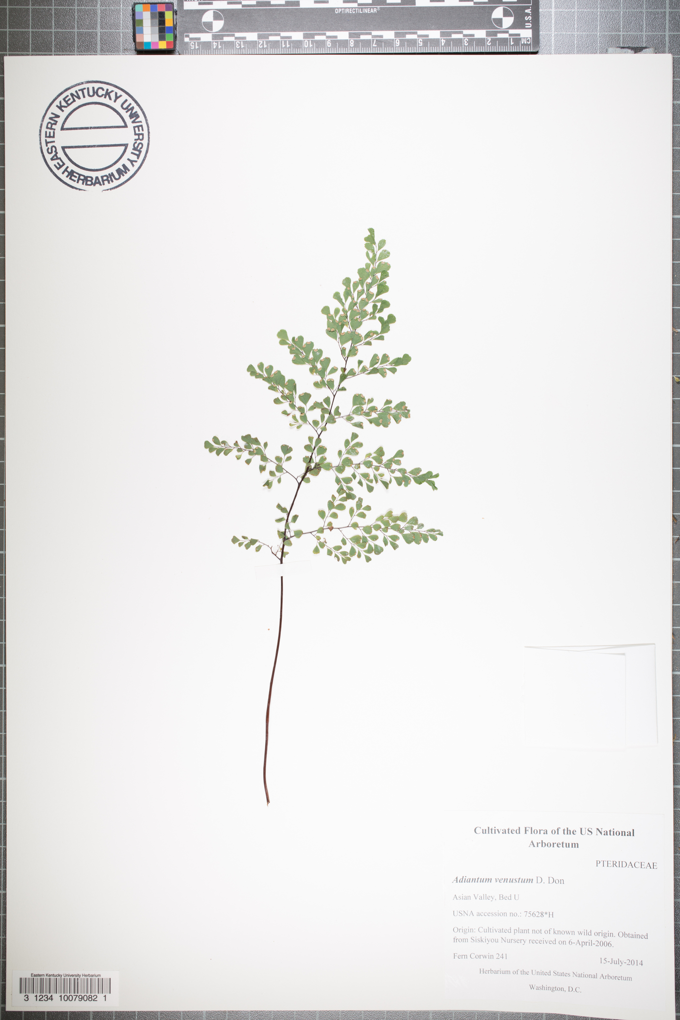 Adiantum venustum image