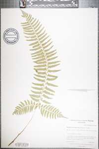 Polystichum tripteron image