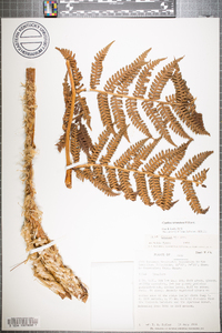 Cyathea straminea image