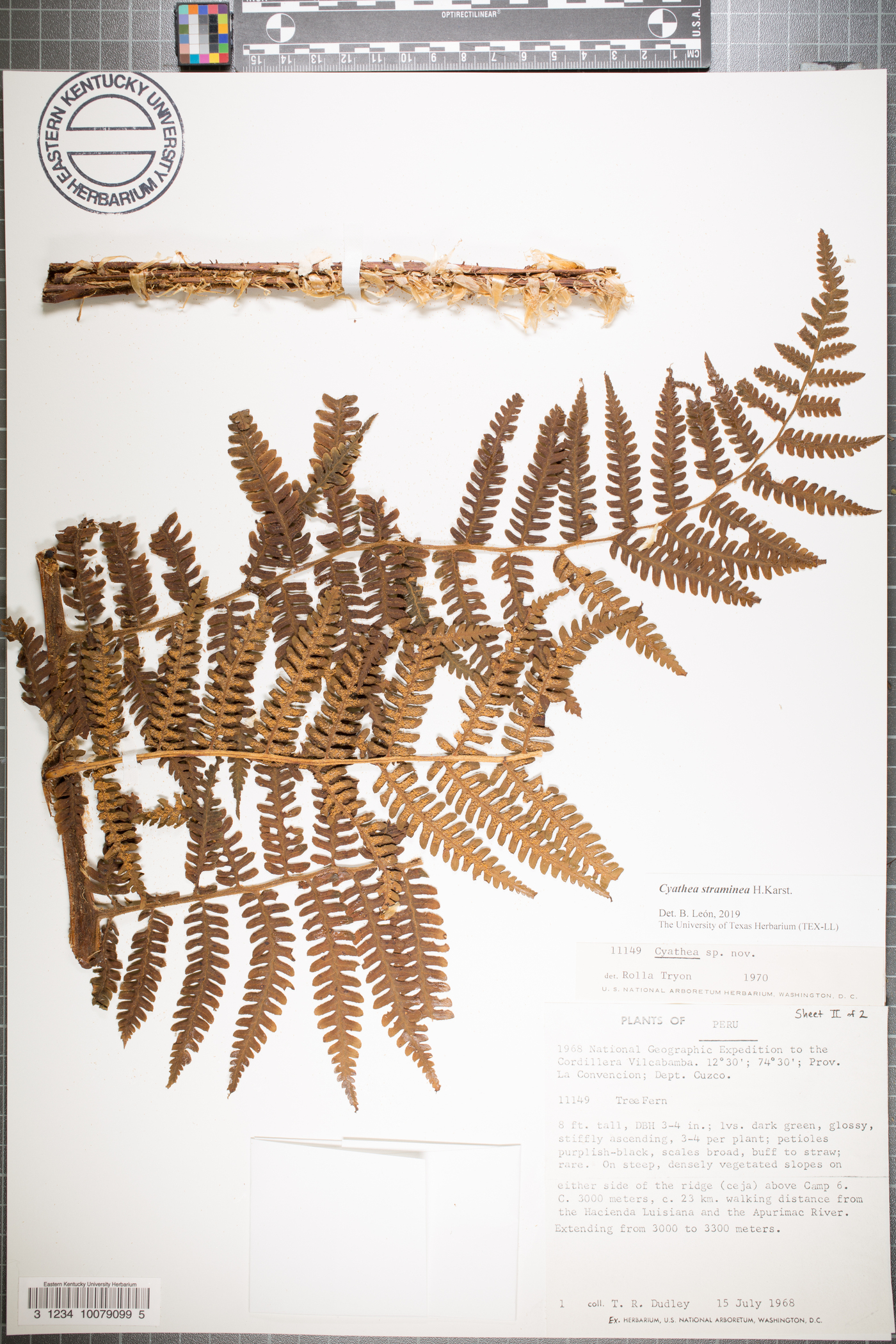 Cyathea straminea image