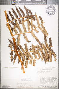 Cyathea straminea image