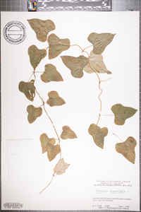 Dioscorea polystachya image