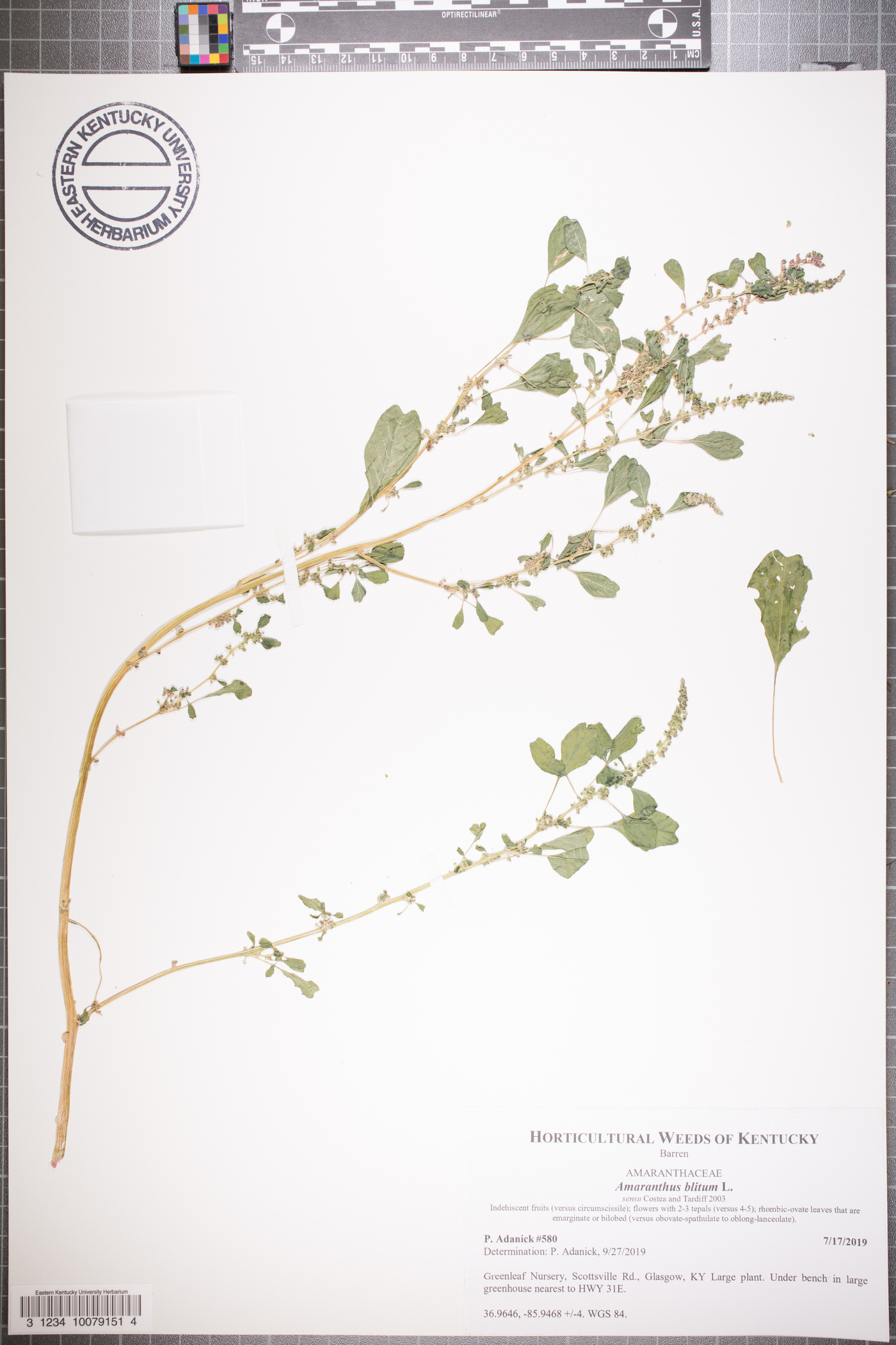 Amaranthus blitum var. pseudogracilis image