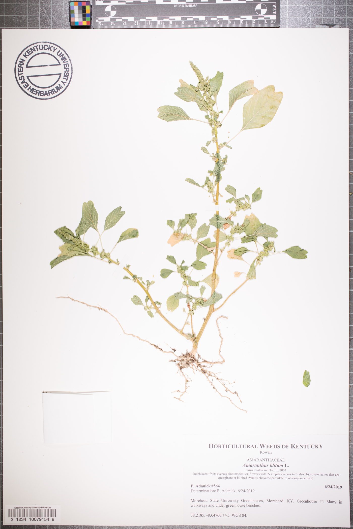 Amaranthus blitum var. pseudogracilis image
