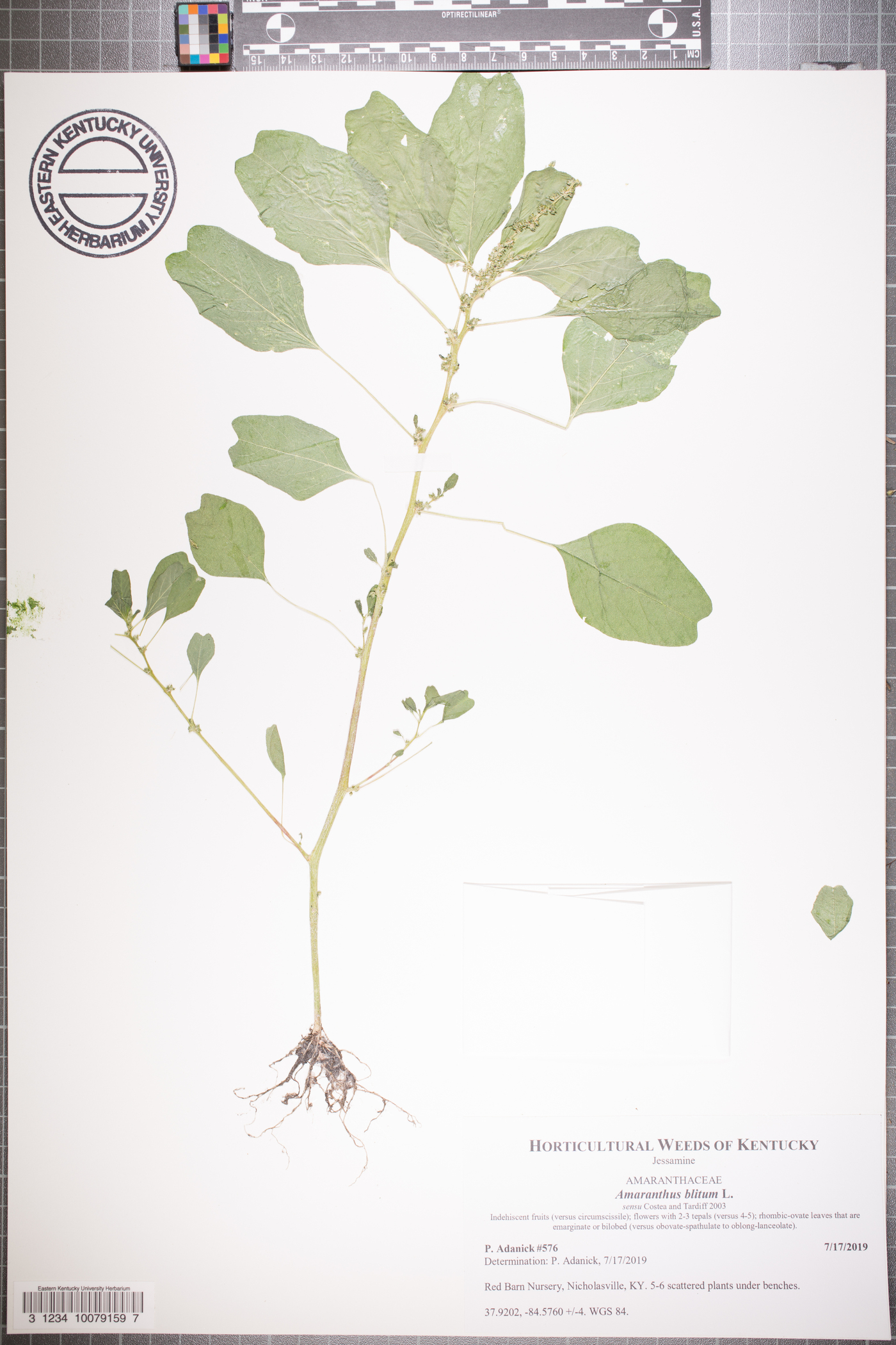 Amaranthus blitum var. pseudogracilis image