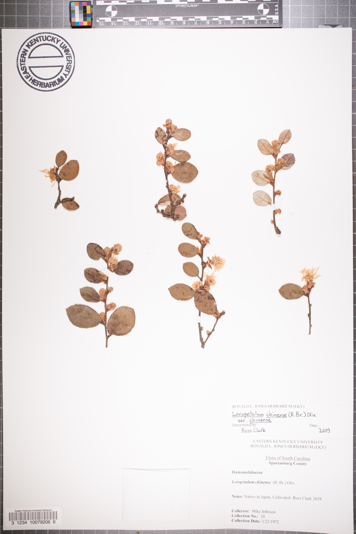 Loropetalum chinense var. chinense image