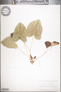 Hexastylis contracta image