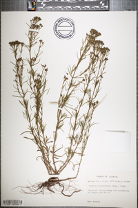 Stenaria nigricans image