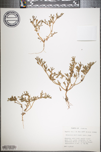 Sesuvium maritimum image