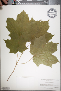 Acer nigrum image