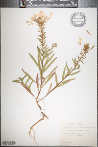 Oenothera heterophylla image