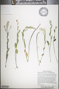 Cardamine bulbosa image