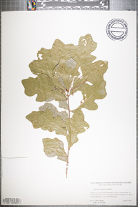 Quercus austrina image